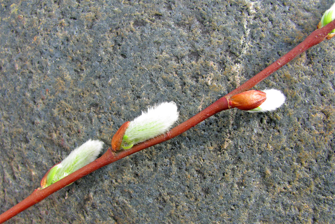 Изображение особи Salix starkeana.