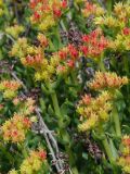 Rhodiola gelida. Побеги с соплодиями. Таджикистан, Горно-Бадахшанская автономная обл., Рушанский р-н, хр. Музкол, Сарезское оз., место фильтрации на Усойском завале, крупногалечниковый берег. 22 июня 2026 г.