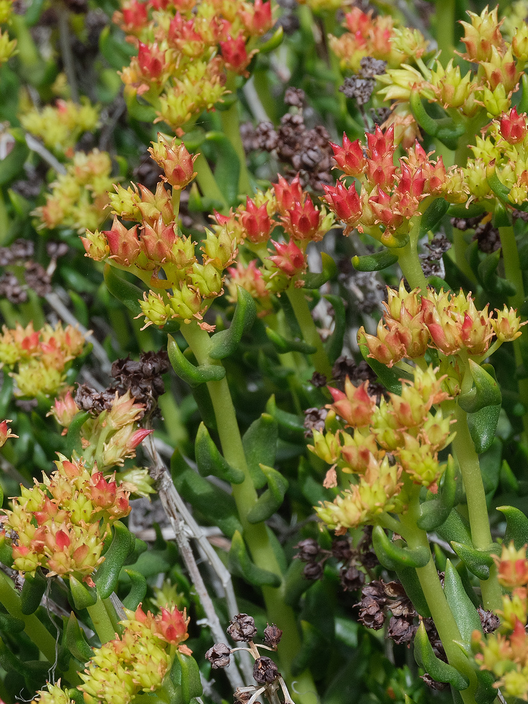 Изображение особи Rhodiola gelida.