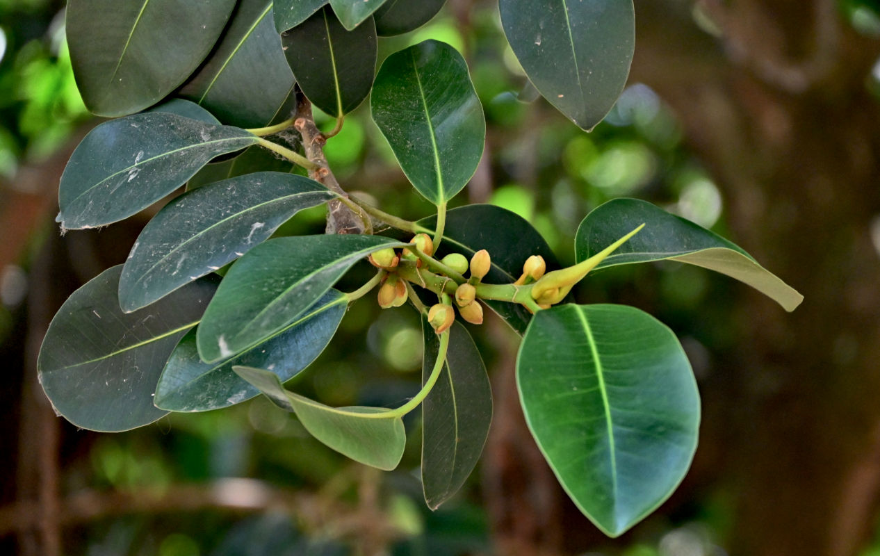 Image of Ficus macrophylla specimen.