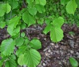 genus Corylus. Листья. Турция, ил Артвин, окр. дер. Кашикли, склон, который спускается к р. Корпусу от мечети. 12 июня 2026 г.