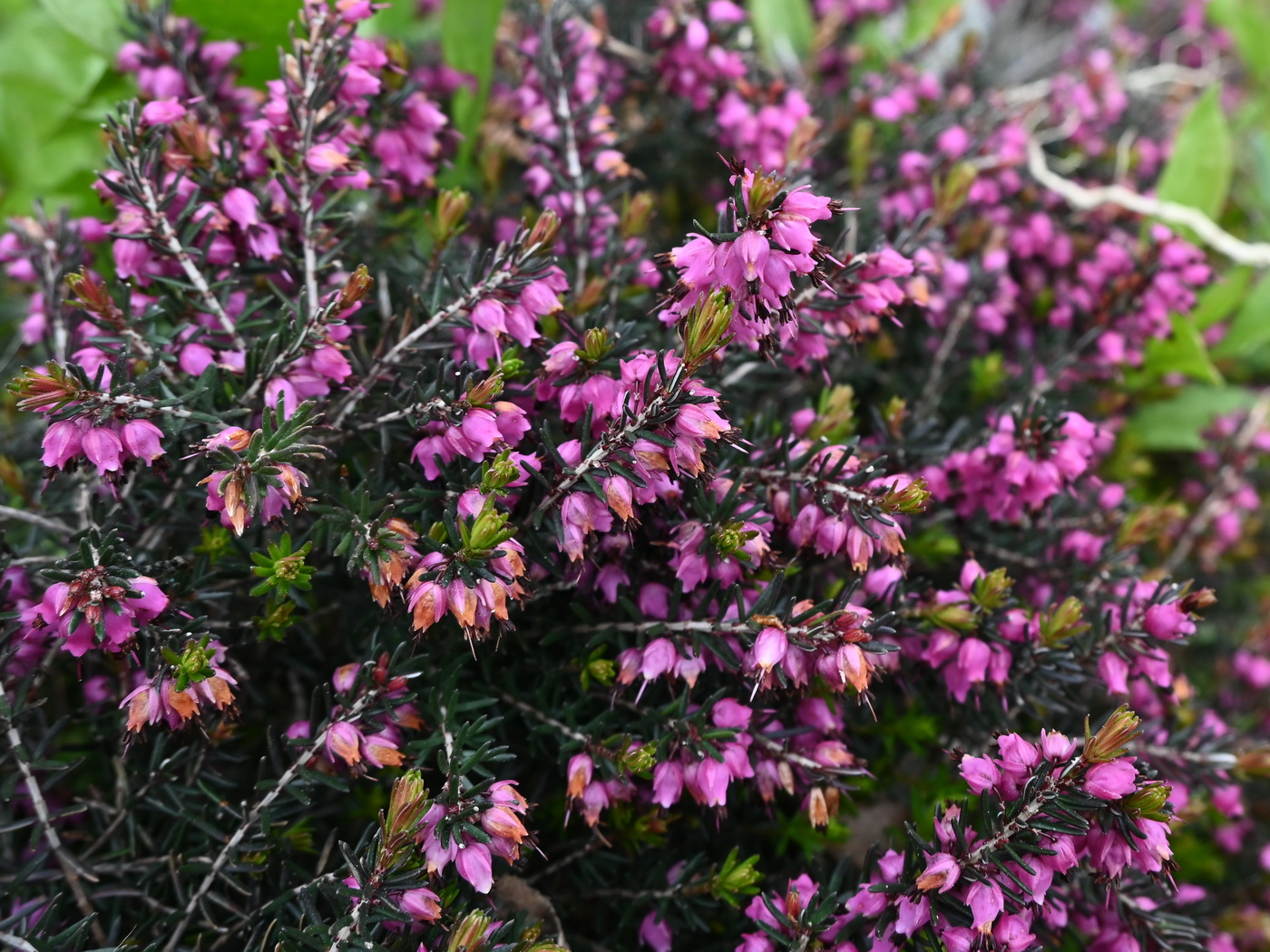 Image of familia Ericaceae specimen.
