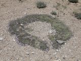 Acantholimon diapensioides. Цветущее растение. Таджикистан, Горно-Бадахшанская автономная обл., Мургабский р-н, окр. пер. Харгуш, побережье оз. Харгуш, ≈ 4260 м н.у.м., горная пустыня. 5 июля 2026 г.