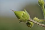 Image of taxon representative. Author is Лариса Крайник
