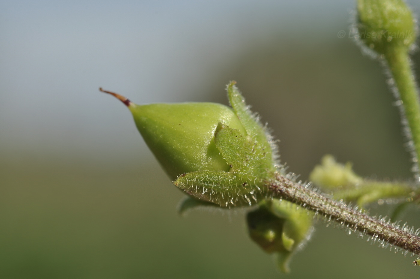 Image of Scrophularia maximowiczii specimen.