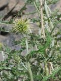 Echinops wakhanicus. Верхушка побега с развивающимися соцветиями. Таджикистан, Горно-Бадахшанская автономная обл., Рушанский р-н, хр. Северо-Аличурский, дол. р. Мургаб (ниже Сареза), выс. ≈ 2600 м н.у.м., сухое каменистое дно долины. 21 июня 2026 г.