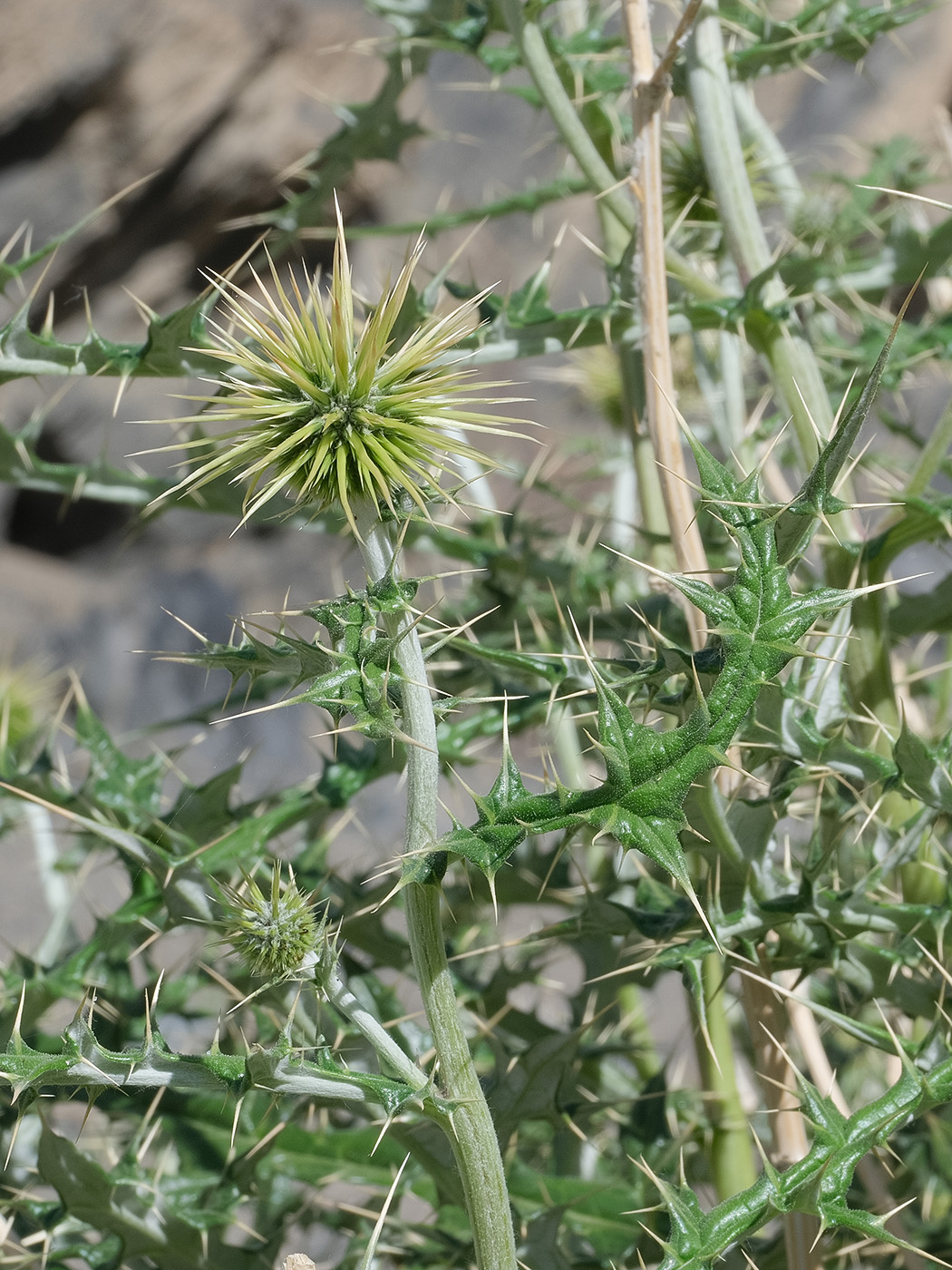 Изображение особи Echinops wakhanicus.