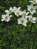 Anemonastrum narcissiflorum. Соцветие (Anemone laxa (Ulbr.) Juz.). Украина, Львовская обл., остепнённый луговой склон. 11 мая 2008 г.