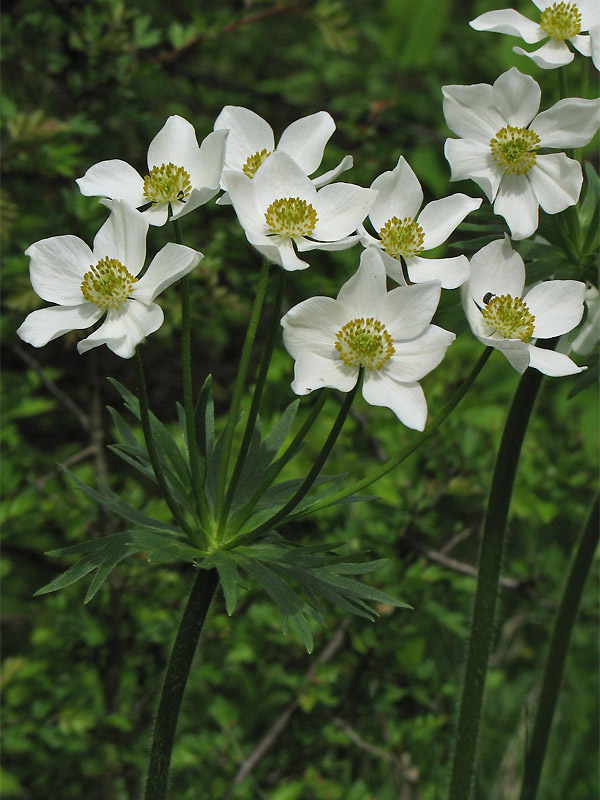Изображение особи Anemonastrum narcissiflorum.
