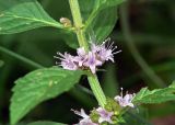 род Mentha. Часть стебеля с соцветием. Московская обл., Раменский р-н, Хрипань, дачный участок. 02.09.2008.