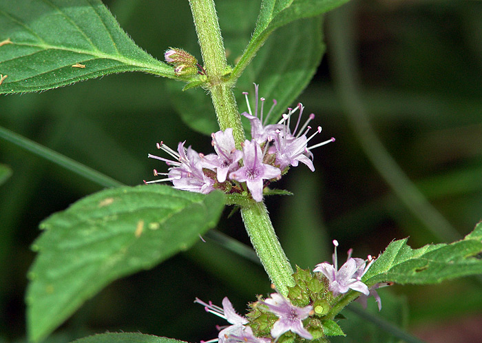 Изображение особи род Mentha.