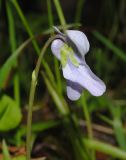 Viola epipsila. Цветок (вид сбоку). Видно опушение цветоножки и высоко расположенный прицветник. Мурманская обл., Североморский р-н, окр. пос. Росляково. 02.06.2011.