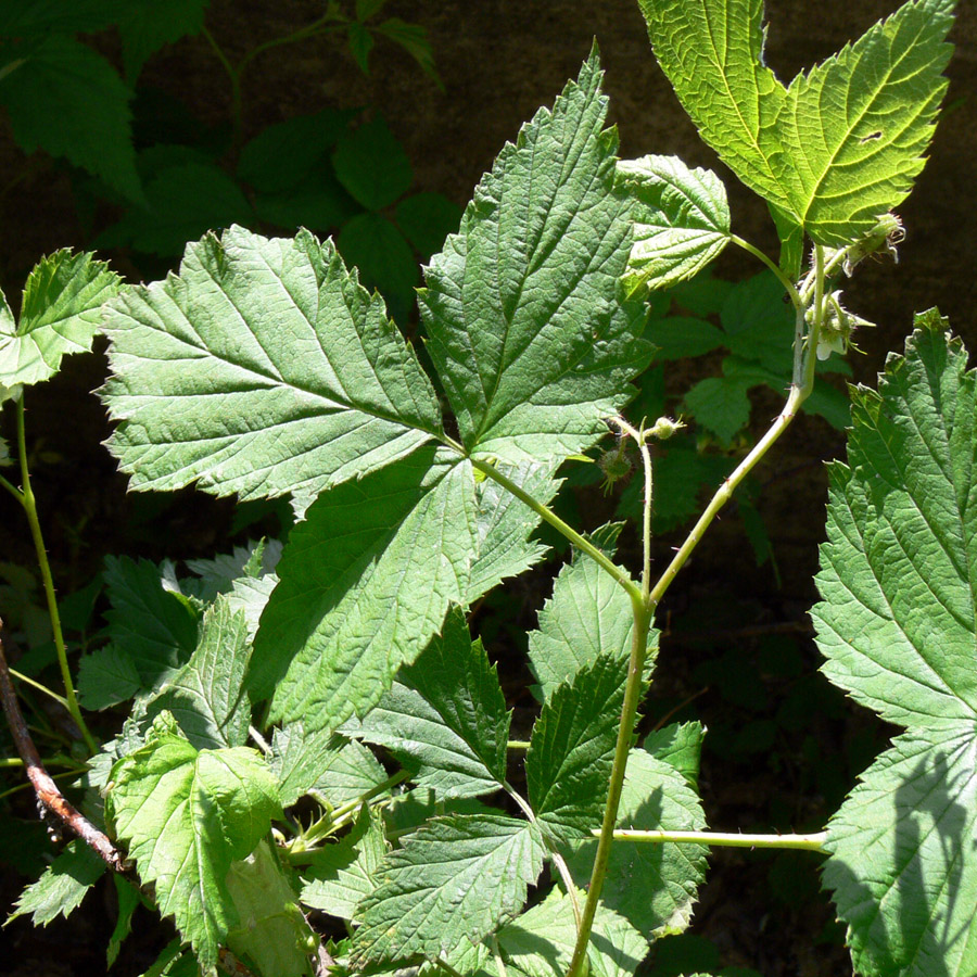 Изображение особи Rubus matsumuranus.