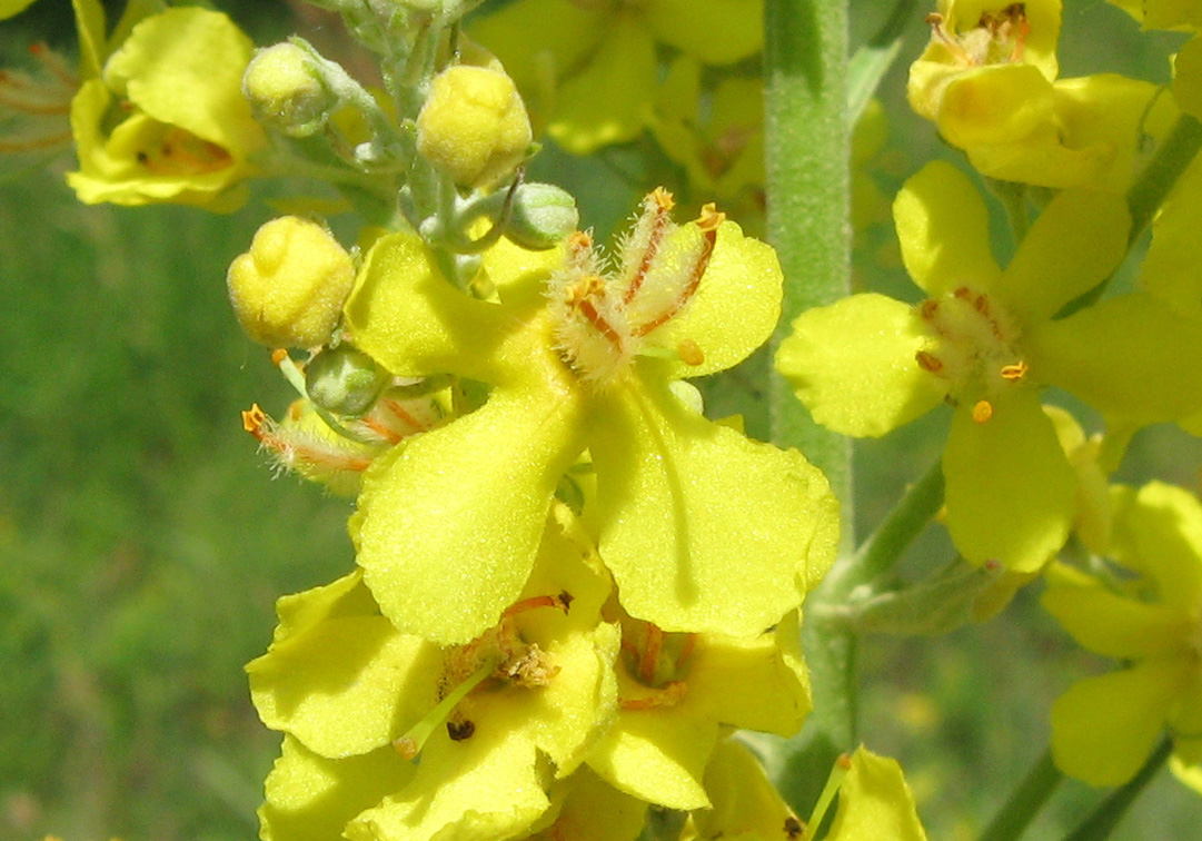 Изображение особи Verbascum lychnitis.