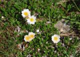 Dryas octopetala