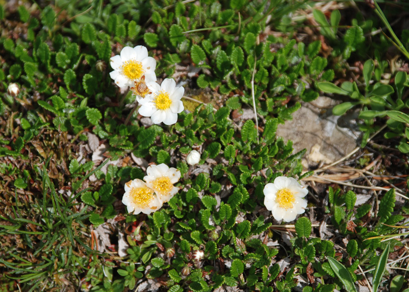 Изображение особи Dryas octopetala.