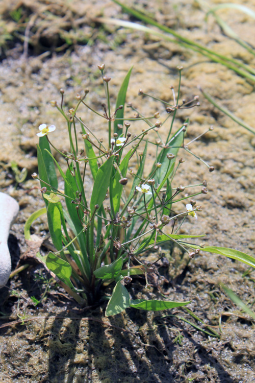 Image of Alisma gramineum specimen.