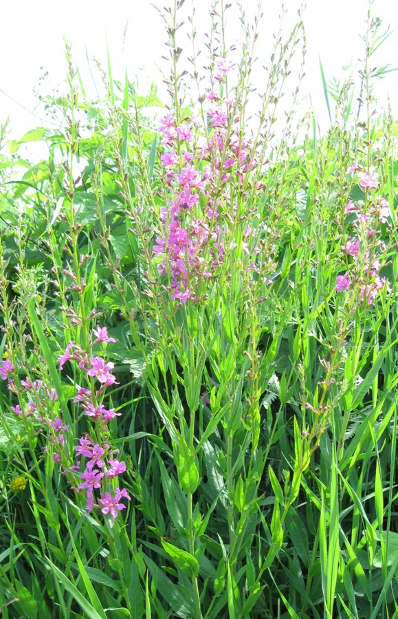 Изображение особи Lythrum virgatum.