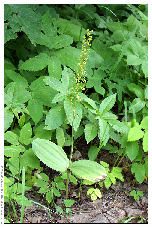 Image of Listera ovata specimen.