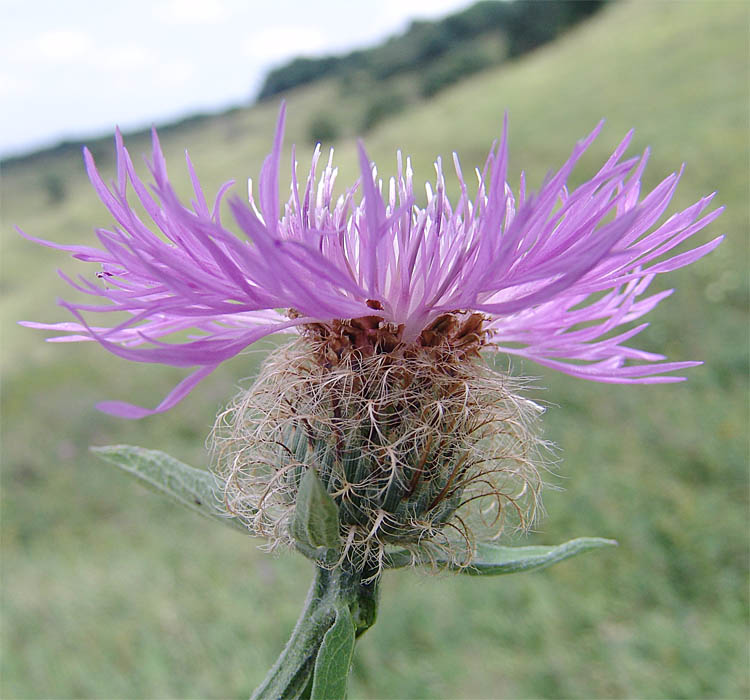 Image of Centaurea abnormis specimen.