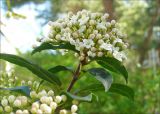 Viburnum tinus. Верхушка цветущего растения. Краснодарский край, Черноморское побережье Кавказа, г. Новороссийск, в культуре (единственный экземпляр). 20 апреля 2009 г.