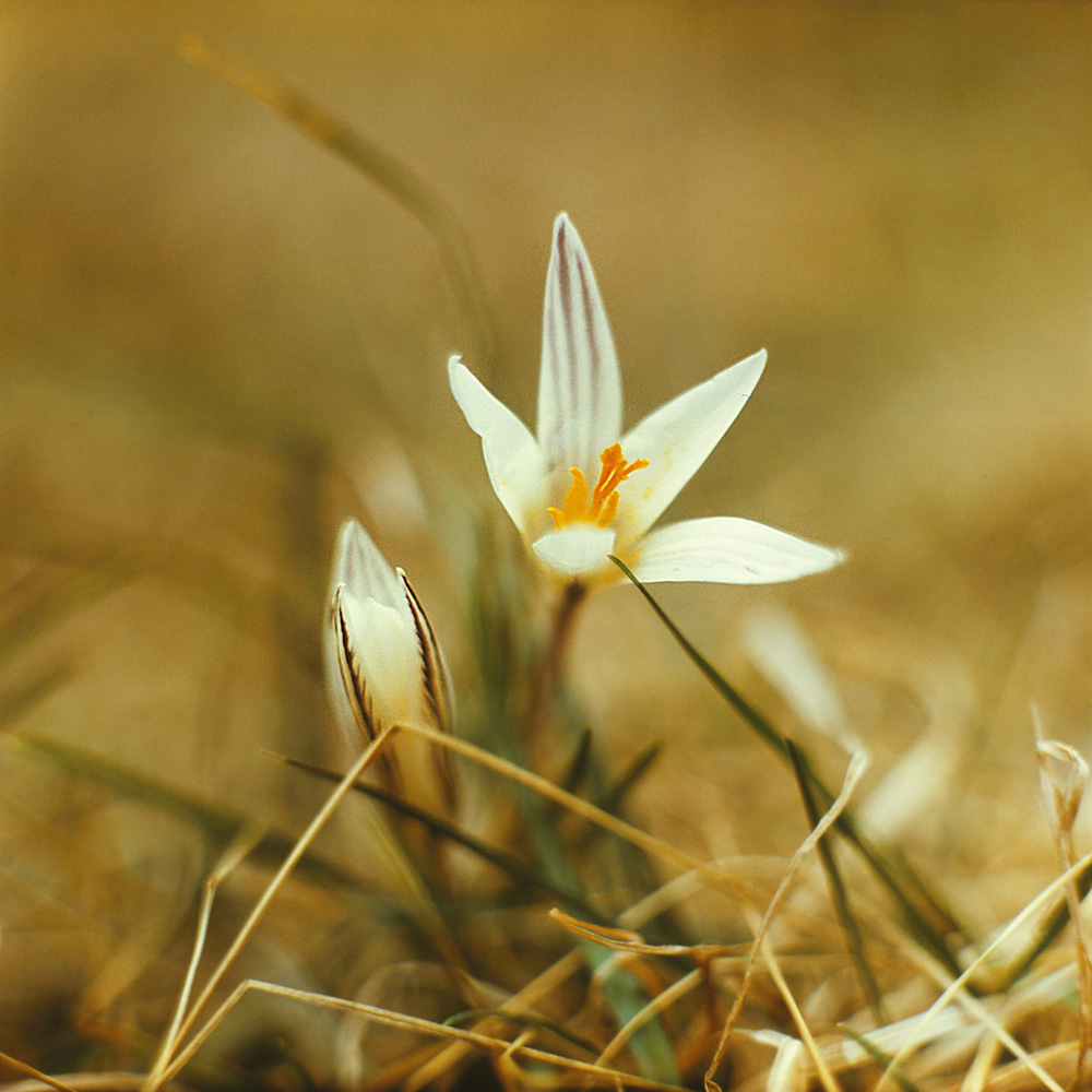 Изображение особи Crocus reticulatus.