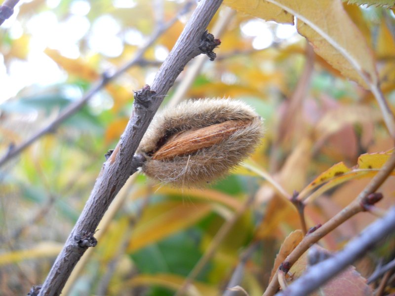 Изображение особи Amygdalus nana.