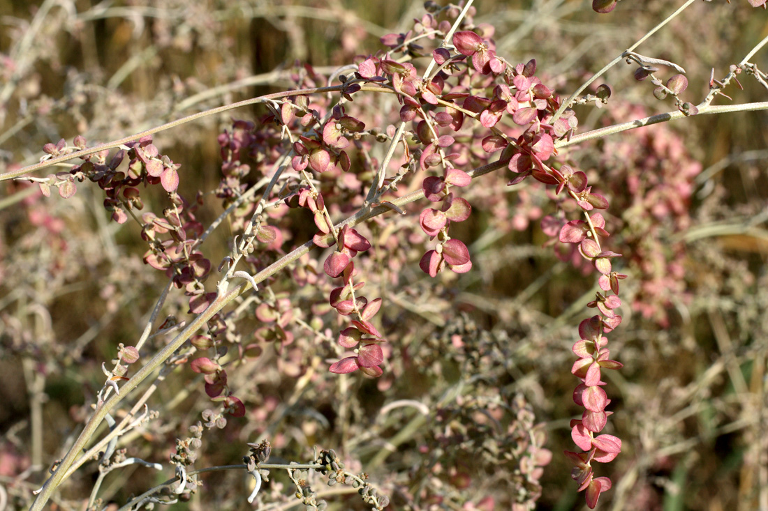 Image of Atriplex aucheri specimen.