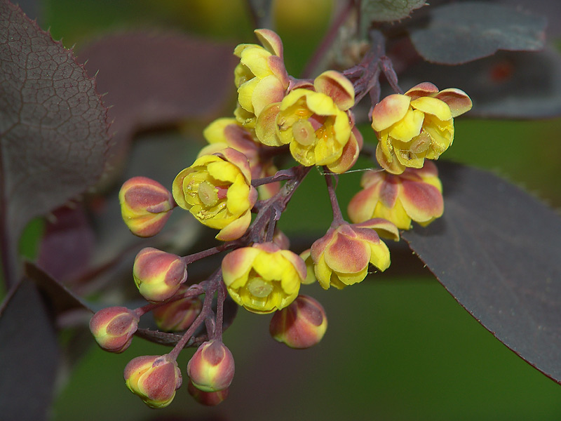 Image of Berberis vulgaris specimen.
