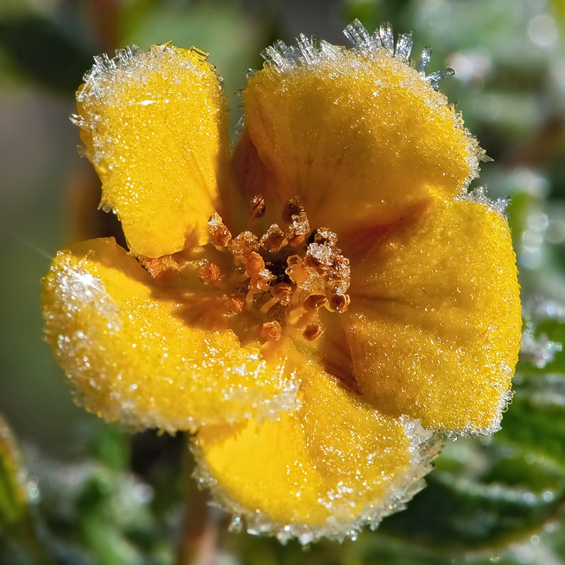 Изображение особи Dasiphora fruticosa.