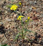 Senecio subdentatus. Цветущее растение. Казахстан, Джамбульская обл., южнее оз. Балхаш. 13.05.2011.