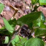 Viola rupestris