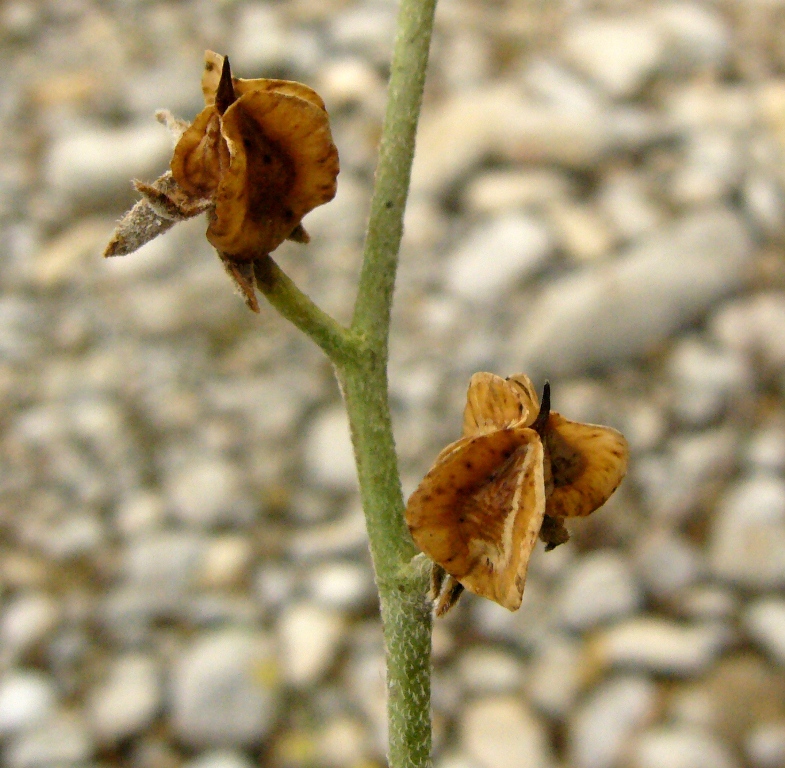 Image of Paracaryum turcomanicum specimen.