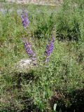 Salvia virgata