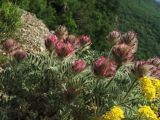 Astragalus setosulus