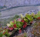 Bergenia crassifolia