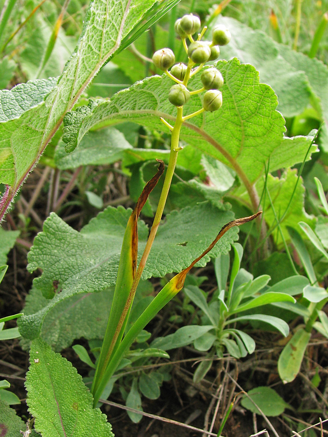 Изображение особи Hyacinthella pallasiana.