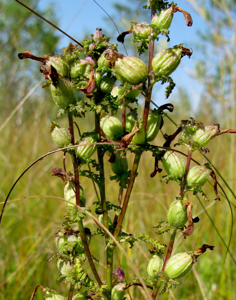 Изображение особи Pedicularis karoi.