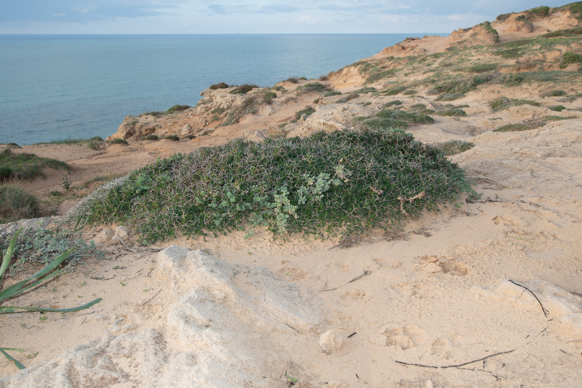 Image of Sarcopoterium spinosum specimen.