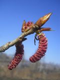 Populus balsamifera