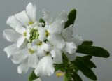 Iberis sempervirens. Соцветие. Германия, г. Кемпен, в культуре. 05.05.2012.