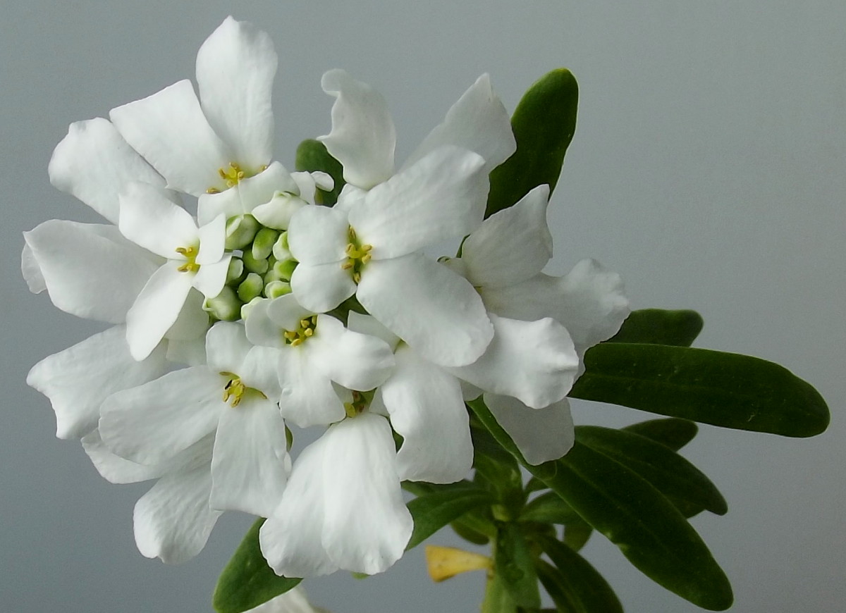 Image of Iberis sempervirens specimen.