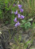 Campanula sibirica. Цветущее растение. Казахстан, Восточно-Казахстанская область; Западный Алтай, скл. Ульбинского хребта, окр. г. Усть-Каменогорска. 24.05.2012.