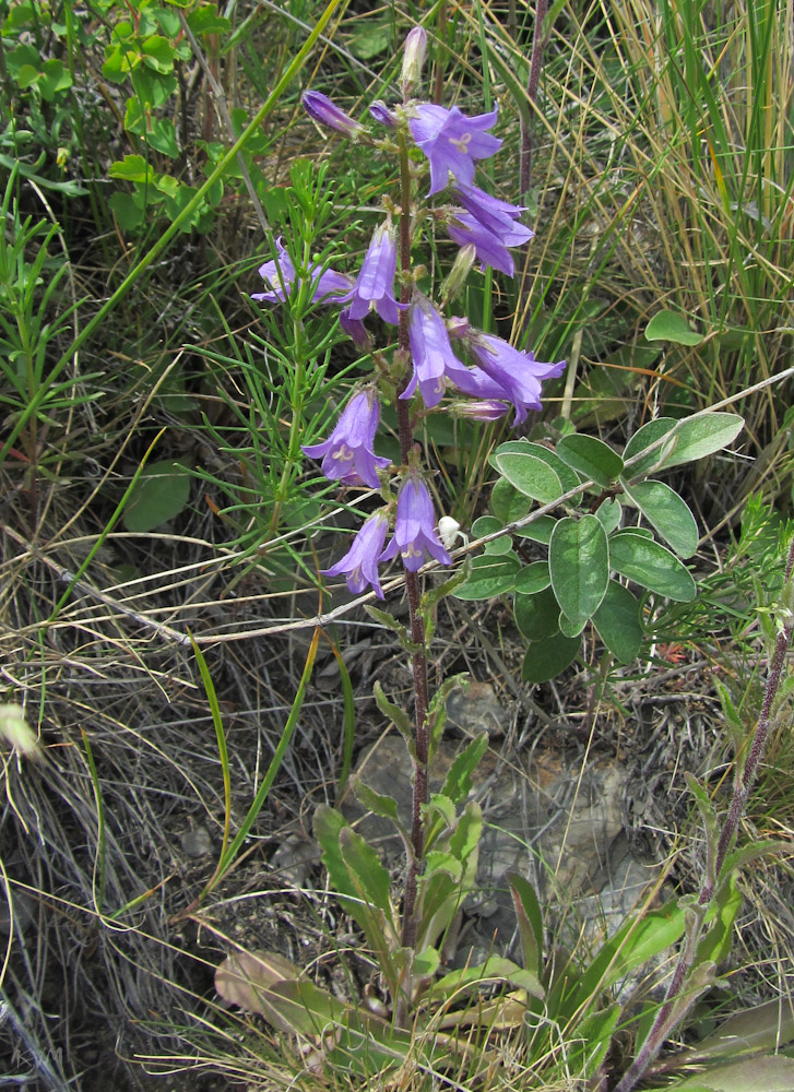 Изображение особи Campanula sibirica.