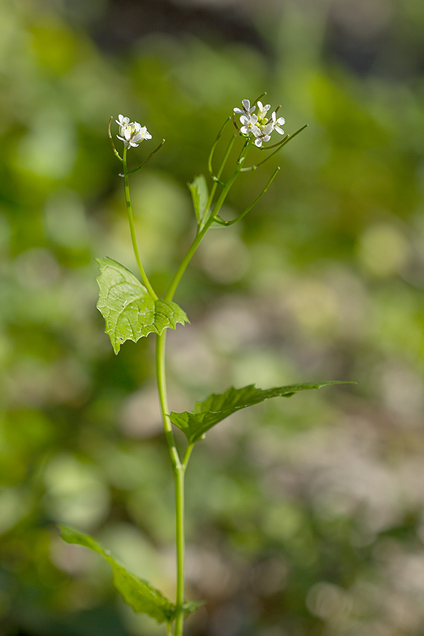 Изображение особи Alliaria petiolata.