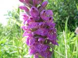 Dactylorhiza baltica