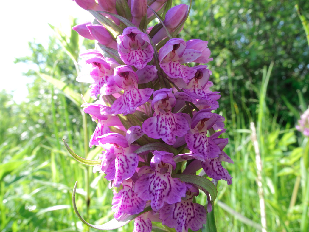 Изображение особи Dactylorhiza baltica.