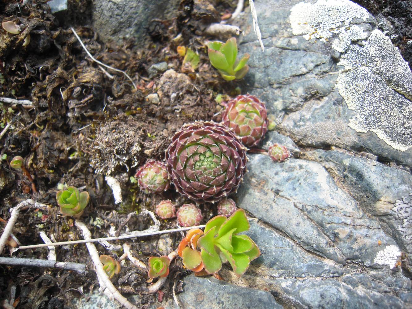 Изображение особи род Sempervivum.