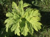 Heracleum sosnowskyi