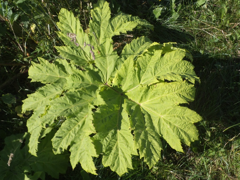 Image of Heracleum sosnowskyi specimen.